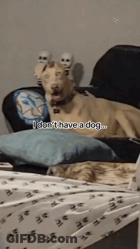 A Dog Is Laying On A Bed Next To A Cat With The Words `` I Don 'T Have A Dog ... '' GIF
