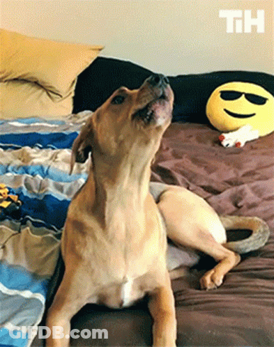 A Dog Is Laying On A Bed Next To A Smiley Face Pillow With The Letters Th On It GIF