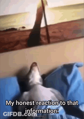 A Dog Is Laying On A Bed With A Caption That Says My Honest Reaction To That Information GIF