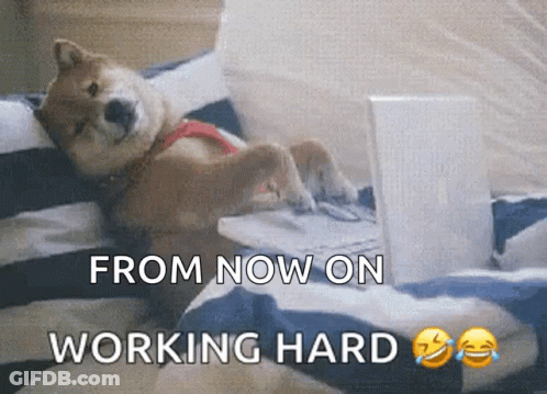 A Dog Is Laying On A Bed With A Laptop And The Words From Now On Working Hard Below It GIF