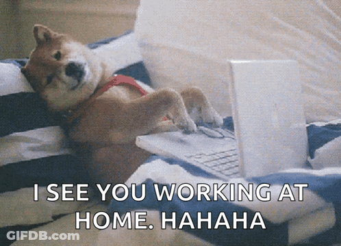 Dog Laying On Bed With Laptop I See You Working At Home GIF