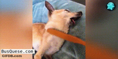 A Dog Is Laying On A Bed With A Leash Around Its Neck GIF