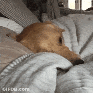 A Dog Is Laying On A Bed With Its Head On A Pillow GIF