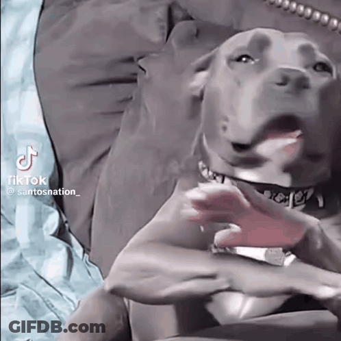 A Dog Is Laying On A Bed With Its Tongue Out And A Person Is Holding It . GIF