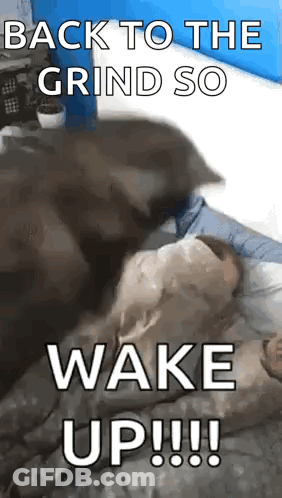 A Dog Is Laying On A Bed With The Words `` Back To The Grind So Wake Up !!! '' Written On It . GIF