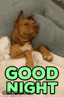 A Dog Is Laying On A Bed With The Words " Good Night " Written Above It GIF
