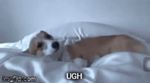 A Dog Is Laying On A Bed With The Words Ugh On The Bottom Of The Image . GIF