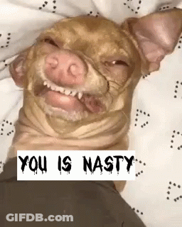 A Dog Is Laying On A Bed With The Words " You Is Nasty " On The Bottom GIF