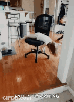 A Dog Is Laying On A Chair In A Living Room With The Words Patiently Waiting Behind It . GIF