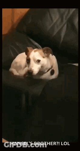 A Dog Is Laying On A Couch And Looking At The Camera With The Caption Hansel 'S Brother Lol GIF