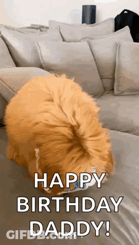 A Dog Is Laying On A Couch And Says Happy Birthday Daddy . GIF