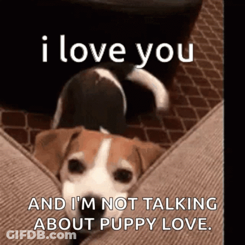 A Dog Is Laying On A Couch And Says I Love You And I 'M Not Talking About Puppy Love . GIF