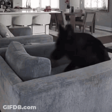 A Dog Is Laying On A Couch In A Living Room . GIF