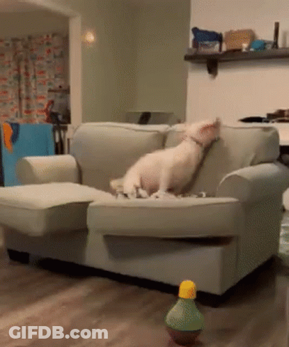 A Dog Is Laying On A Couch In A Living Room Next To A Toy GIF