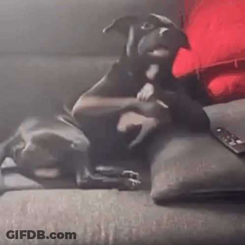 A Dog Is Laying On A Couch Next To A Remote Control . GIF