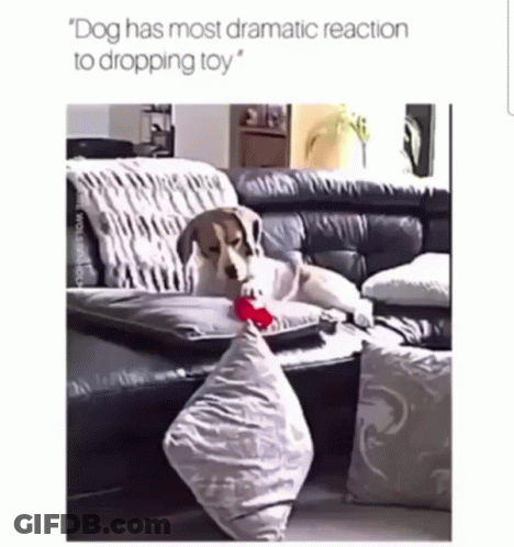 A Dog Is Laying On A Couch Playing With A Pillow GIF