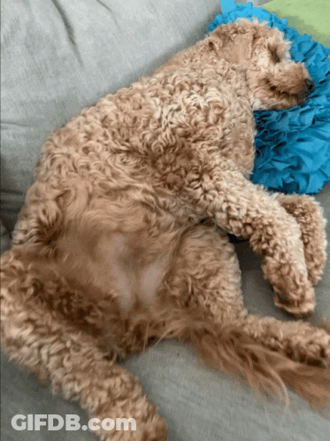 A Dog Is Laying On A Couch With A Blue Pillow GIF