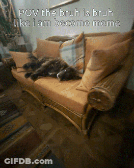 A Dog Is Laying On A Couch With A Caption That Says Pov The Bruh Is Bruh Like I Am Become Meme GIF