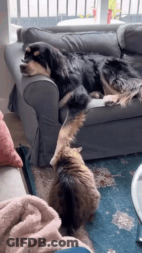 A Dog Is Laying On A Couch With A Cat Standing Next To It . GIF