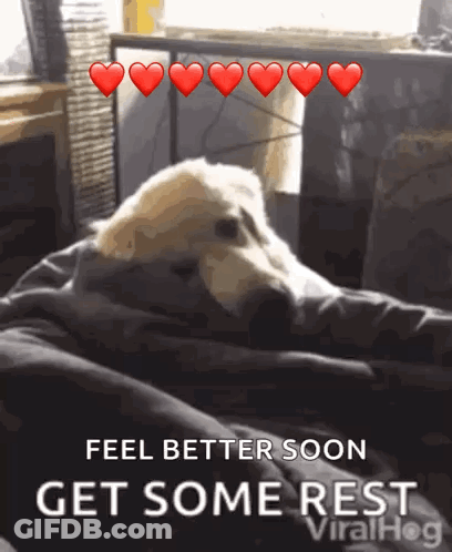 A Dog Is Laying On A Couch With Hearts Above It That Say Feel Better Soon Get Some Rest Viralhog GIF