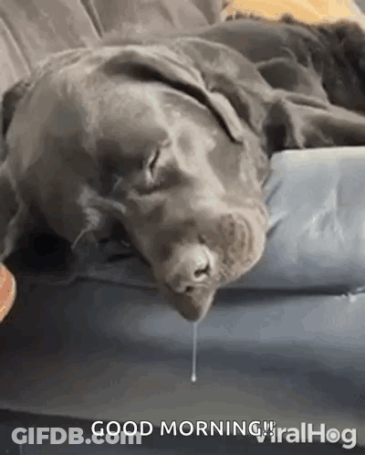 A Dog Is Laying On A Couch With Its Mouth Open And A Drop Of Liquid Coming Out Of It 'S Nose . GIF