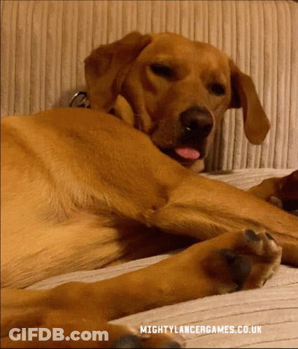 A Dog Is Laying On A Couch With The Website Mightylancergames.co.uk Visible GIF
