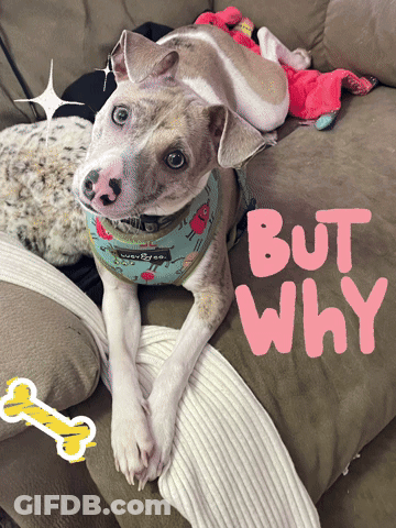 A Dog Is Laying On A Couch With The Words But Why Behind It GIF