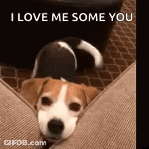A Dog Is Laying On A Couch With The Words `` I Love Me Some You '' Written On The Bottom . GIF