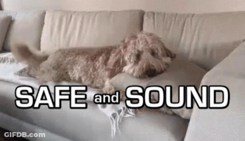 A Dog Is Laying On A Couch With The Words Safe And Sound Below It GIF