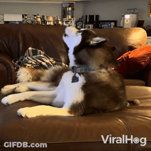 A Dog Is Laying On A Couch With The Words Viralhog Written On The Bottom GIF