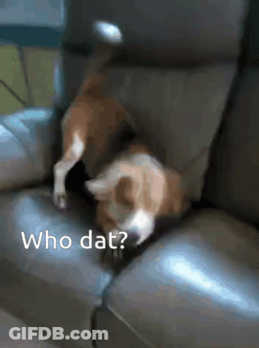 A Dog Is Laying On A Couch With The Words Who Dat Written Below It GIF