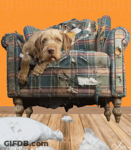 A Dog Is Laying On A Destroyed Plaid Chair With A Hole In The Arm GIF