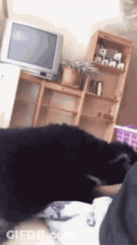 A Dog Is Laying On A Person 'S Lap In A Living Room With A Tv In The Background . GIF