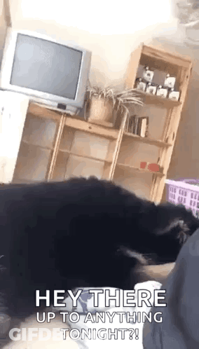 A Dog Is Laying On A Person 'S Lap In A Living Room With A Tv In The Background . GIF