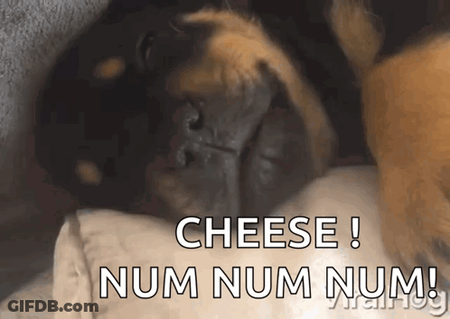 A Dog Is Laying On A Pillow With The Words Cheese Num Num Num GIF
