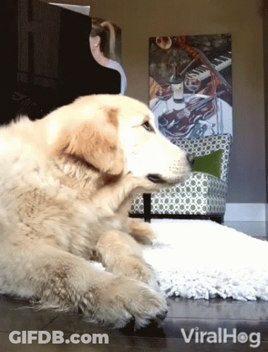 A Dog Is Laying On A Rug In Front Of A Woman Playing A Piano And A Painting Of A Violin GIF