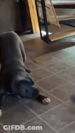 A Dog Is Laying On A Tiled Floor In A Room . GIF