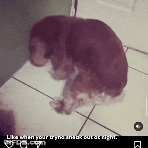 A Dog Is Laying On A Tiled Floor With The Caption Like When Your Tryna Sneak Out At Night .. GIF