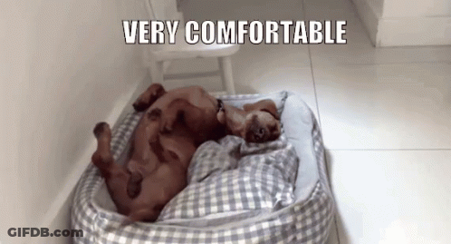 A Dog Is Laying On Its Back In A Dog Bed With The Words Very Comfortable Above It . GIF