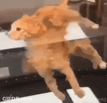 A Dog Is Laying On Its Back In A Mirror GIF