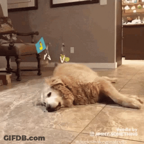 A Dog Is Laying On Its Back On A Tiled Floor In A Living Room .. GIF