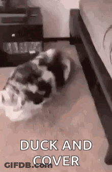 A Dog Is Laying On Its Back On The Floor Next To A Bed In A Bedroom . GIF