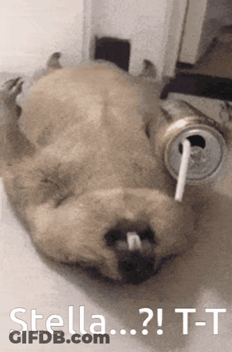 A Dog Is Laying On Its Back With A Can Of Soda In Its Mouth And The Words Stella T-T On The Bottom GIF