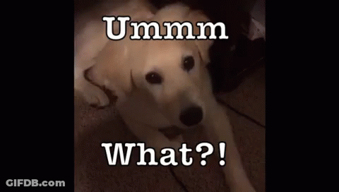 A Dog Is Laying On The Floor And Looking At The Camera With The Words Ummm What Written Above It . GIF