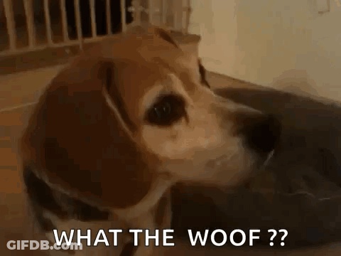A Dog Is Laying On The Floor And Looking At The Camera With The Words `` What The Woof ? '' . GIF