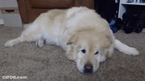 A Dog Is Laying On The Floor In A Living Room GIF