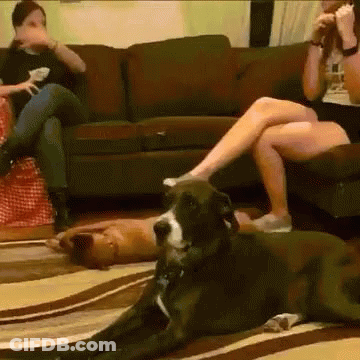 A Dog Is Laying On The Floor In Front Of A Woman Sitting On A Couch GIF