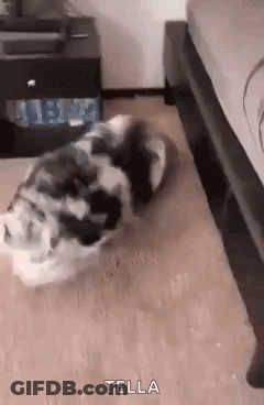 A Dog Is Laying On The Floor Next To A Bed And A Nightstand . GIF