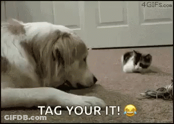 A Dog Is Laying On The Floor Next To A Kitten And Says Tag Your It . GIF