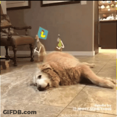 A Dog Is Laying On The Floor With A Duck And A Duck Toy Behind It GIF